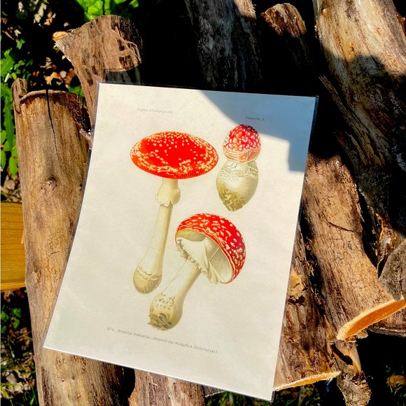 Magic Mushrooms Print By Curious Prints - Picture 3 of 8